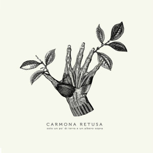 Carmona Retusa Cover WEB